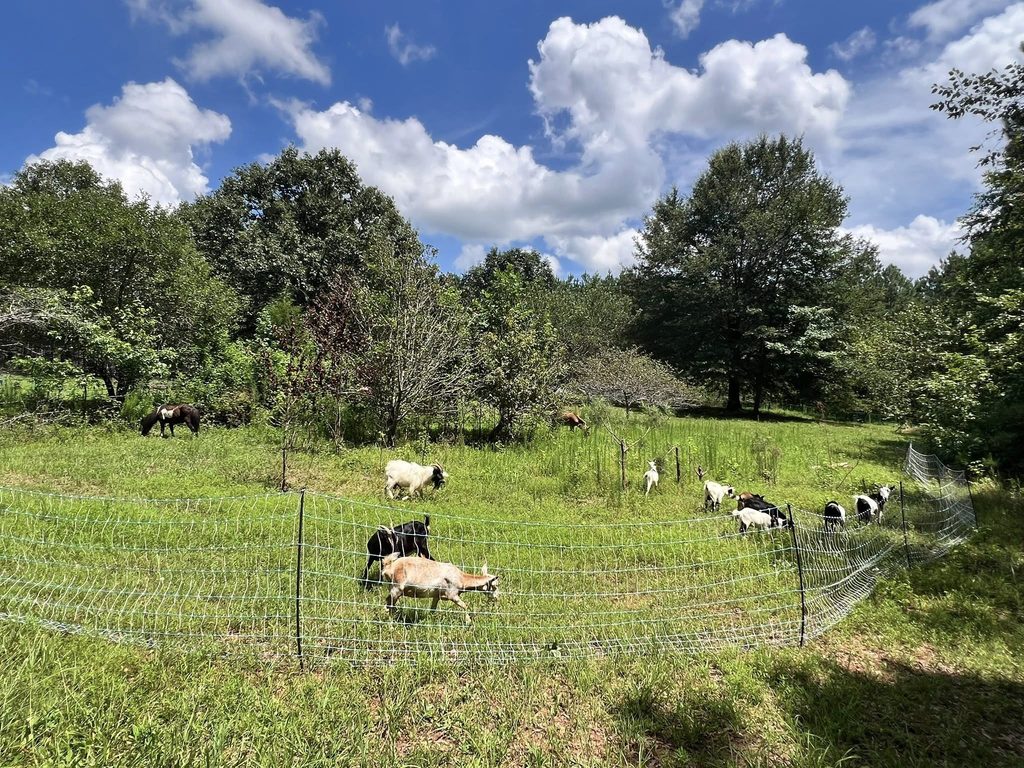 Goats Grazing