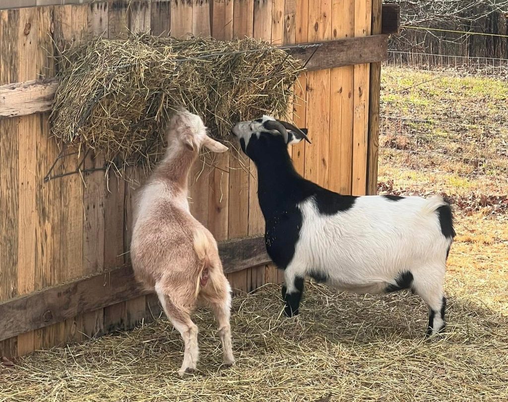 Goats at Hay feeder winter hay