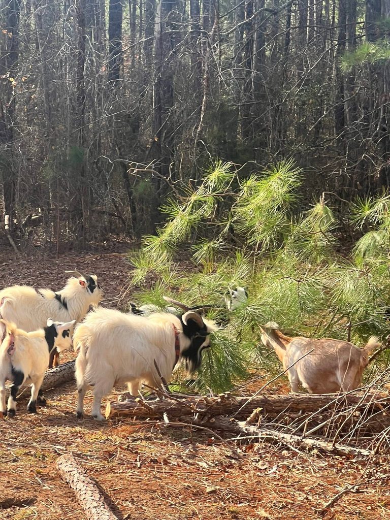 Natural Goat Dewormers: 5 That Hold Up on a Fecal, and 5 That Don’t!