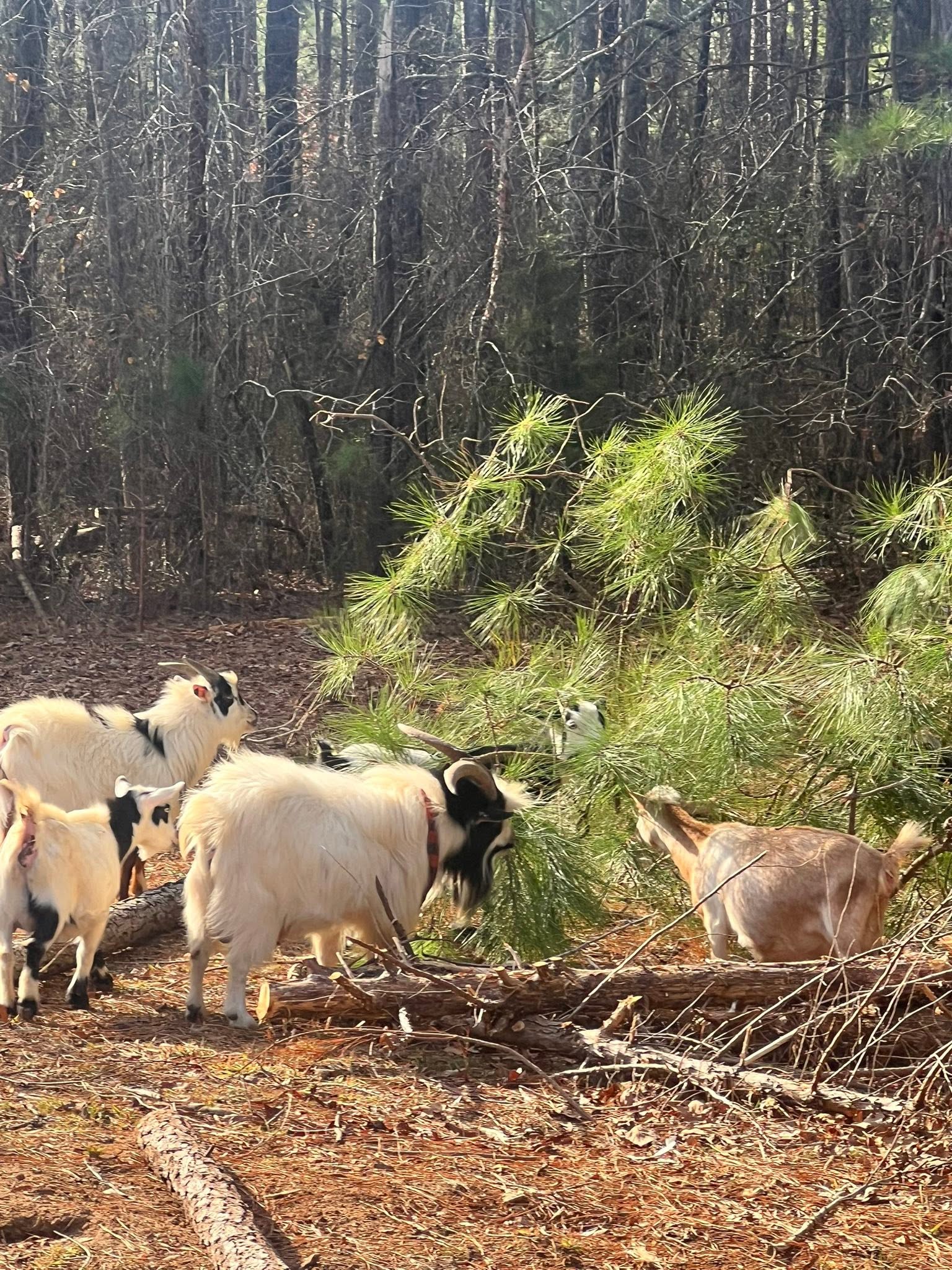 Natural Goat Dewormers: 5 That Hold Up on a Fecal, and 5 That Don’t!