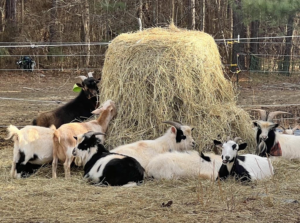 Goats eating and laying in round bale of hay. Winter hay feeding.